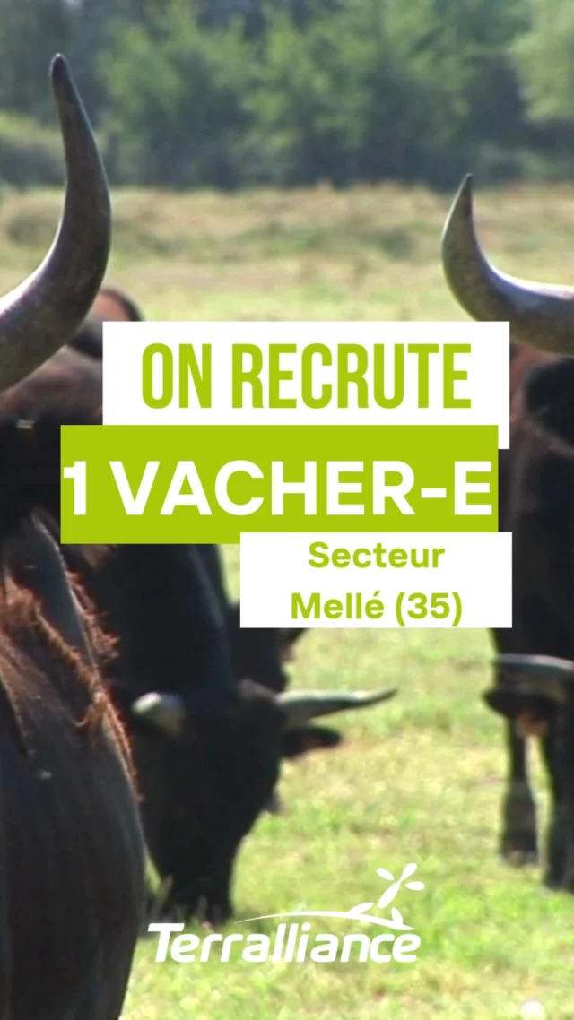 📢📢 Nos éleveur-euse-s ont besoin de vous ! 📢📢

🐮 SALARIÉ-E AGRICOLE EN ÉLEVAGE LAITIER + TAURILLONS RECHERCHÉ-E – SECTEUR MELLE (35) ! 🥛

👋 Tu cherches un job en CDI temps plein en production laitière ? Tu es motivé-e, à l’aise avec les animaux et tu veux travailler au grand air dans une exploitation dynamique ? Ce poste est fait pour toi !

📌 Tes missions principales : 
 La traite du matin en binôme sur un troupeau de 130 vaches normandes
🔹 Le paillage des logettes
🔹 L’alimentation et le suivi du troupeau
🔹 La conduite du matériel agricole (bol mélangeur, pailleuse)
🔹 Les soins aux 80 taurillons

🤝 Tu seras épaulé-e par le chef d’exploitation et un salarié déjà en poste : esprit d’équipe garanti !

📍 Lieu : Mellé (35)
📆 Démarrage : Immédiat
⏰ Horaires : En journée
📄 Type de contrat : CDI Temps plein

🔎 Intéressé-e ? Contacte-nous vite en MP ou par téléphone au 02 99 77 29 40 ! L’annonce est disponible via le lien en bio pour postuler directement 📨

👐 Tu ne cherches pas, mais tu connais quelqu’un qui pourrait être intéressée ? Partage cette offre !

#emploiagricole #recrutement #élevagelaitier #Terralliance #vachesnormandes #CDI #agriculture