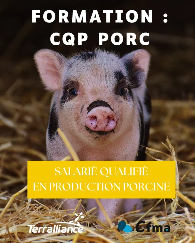 🐖 Collaboration Terralliance X @cfmaformation 🐖

⌛ Date de la prochaine formation : 30 juin 2025 au 30 janvier 2026 👨‍🎓

𝘿𝙚́𝙘𝙤𝙪𝙫𝙧𝙚𝙯 𝙡𝙚 𝘾𝙌𝙋 𝙎𝙖𝙡𝙖𝙧𝙞𝙚́ 𝙦𝙪𝙖𝙡𝙞𝙛𝙞𝙚́ 𝙚𝙣 𝙥𝙧𝙤𝙙𝙪𝙘𝙩𝙞𝙤𝙣 𝙥𝙤𝙧𝙘𝙞𝙣𝙚 𝙖𝙫𝙚𝙘 𝙏𝙚𝙧𝙧𝙖𝙡𝙡𝙞𝙖𝙣𝙘𝙚 ! 
Le CQP Salarié qualifié en production porcine est une certification reconnue par la branche agricole, attestant de la maîtrise des compétences nécessaires pour travailler en élevage porcin.
Avec TERRALLIANCE, ce CQP est dispensé par le CFMA de Lamballe dans le cadre d'un contrat de professionnalisation en alternance.

- 𝙁𝙞𝙣𝙖𝙣𝙘𝙚𝙢𝙚𝙣𝙩 : TERRALLIANCE et OCAPIAT prennent en charge les coûts pédagogiques de la formation.
- 𝘾𝙤𝙣𝙩𝙧𝙖𝙩 𝙙𝙚 𝙩𝙧𝙖𝙫𝙖𝙞𝙡 :
 - Durée : 6 à 9 mois, selon le planning de formation.
 - Temps de travail : 35 heures par semaine.
 - Rémunération : basée sur l'âge et le diplôme acquis.
 Objectifs et contenu de la formation :
 - 𝙈𝙖𝙩𝙚𝙧𝙣𝙞𝙩𝙚́ : Assister les mises-bas, réaliser les soins et le suivi des animaux.
 - 𝙎𝙪𝙞𝙫𝙞 𝙙𝙪 𝙩𝙧𝙤𝙪𝙥𝙚𝙖𝙪 𝙧𝙚𝙥𝙧𝙤𝙙𝙪𝙘𝙩𝙚𝙪𝙧 : Gestion des lots de truies, détection des chaleurs, inséminations artificielles, assistance pour les échographies.
 - 𝙋𝙤𝙨𝙩-𝙨𝙚𝙫𝙧𝙖𝙜𝙚 𝙚𝙩 𝙚𝙣𝙜𝙧𝙖𝙞𝙨𝙨𝙚𝙢𝙚𝙣𝙩 : Interventions sur les animaux, surveillance et soins, préparation et distribution des aliments.
 - 𝙃𝙮𝙜𝙞𝙚̀𝙣𝙚 𝙚𝙩 𝙗𝙞𝙤𝙨𝙚́𝙘𝙪𝙧𝙞𝙩𝙚́ : Respect des conditions d’hygiène, désinfection, contrôle et maintenance.

 Parcours complet en 6 mois :
- Temps en entreprise : 525 heures
- Temps d’apprentissage : 210 heures, dont :
 - 9 jours au CFMA de Lamballe
 - 64 heures d’Actions de Formation en Situation de Travail en élevage
 - 55 heures de modules en ligne (e-learning et classes virtuelles)
 - 28 heures de bilans pédagogiques

Pour plus d'informations, contactez-nous !

#cfma #cqp #cqpporc #porc #formation #formationprofessionnelle #agriculture #agriculturefrançaise